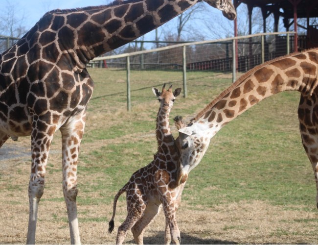 Virginia Safari Park Welcomes Baby Giraffe Named Savannah