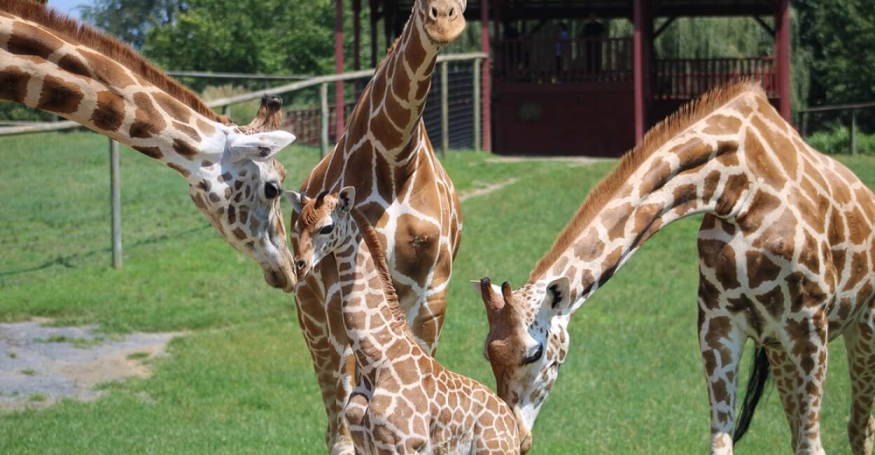 Reticulated Giraffe Born at Virginia Safari Park