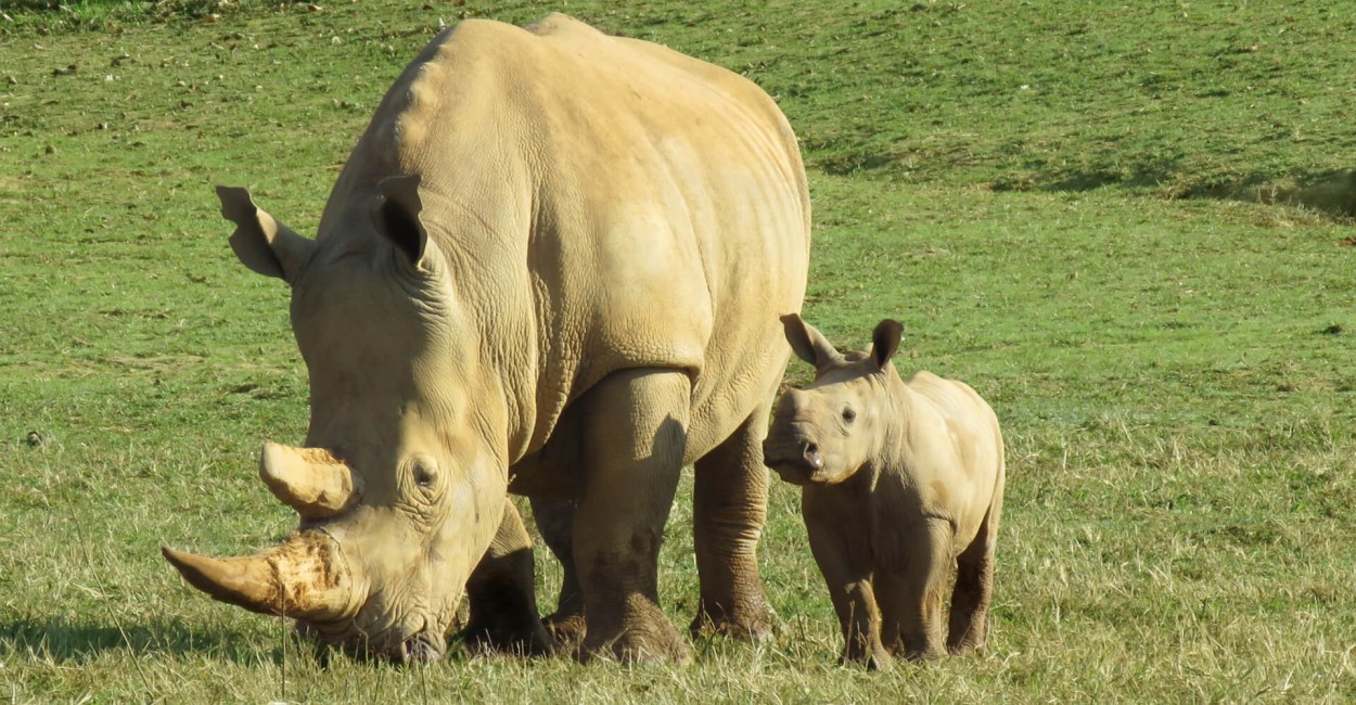 Virginia Safari Park Welcomes Third Baby White Rhino!