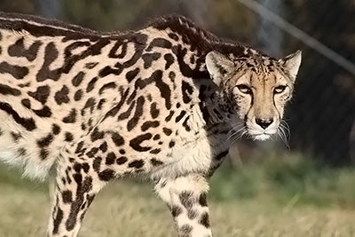 Virginia Safari Park Races To Save Vulnerable Cheetahs