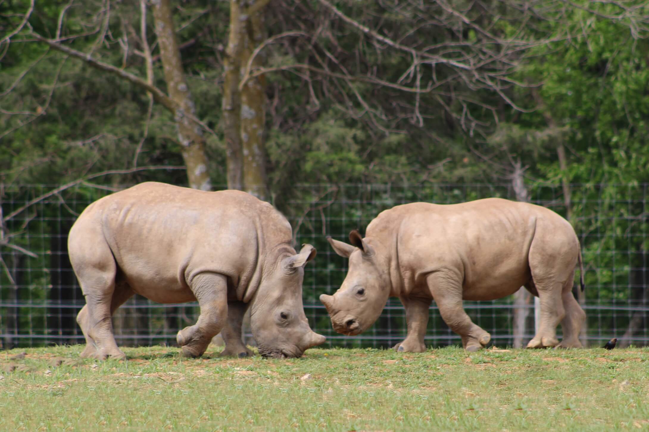 Virginia Safari Park Celebrates Two Rhino Births on Cinco de Rhino