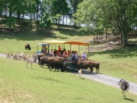 safari park rides open